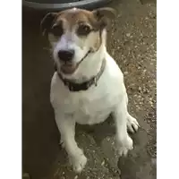 Foto dell\'animale cane - Matr. 2018/2218 - Microchip 348098100074482