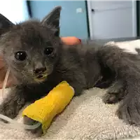 gatto - Matr. 2018/2220 - Microchip 380260043680518