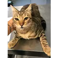 Foto dell\'animale gatto - Matr. 2018/2221 - Microchip 380260043686640