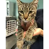 Foto dell\'animale gatto - Matr. 2018/2222 - Microchip 380260043680506