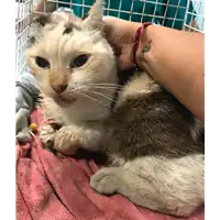 Foto dell\'animale gatto - Matr. 2018/2228 - Microchip 380260043686946
