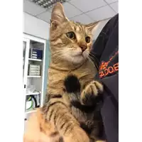 Foto dell\'animale gatto - Matr. 2018/2229 - Microchip 380260043640412