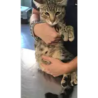 Foto dell\'animale gatto - Matr. 2018/2230 - Microchip 380260043640287