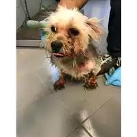 Foto dell\'animale cane - Matr. 2018/2234 - Microchip 380260043686467
