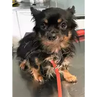 Foto dell\'animale cane - Matr. 2018/2235 - Microchip 380260043681230