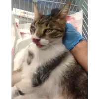 Foto dell\'animale gatto - Matr. 2018/2231 - Microchip 380260043687050
