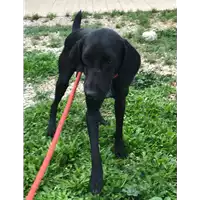 Foto dell\'animale cane - Matr. 2018/2237 - Microchip 380260043686656