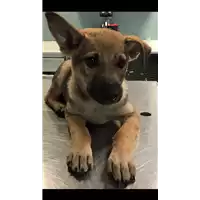 Foto dell\'animale cane - Matr. 2018/2236 - Microchip 380260043639466