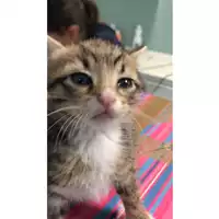 Foto dell\'animale gatto - Matr. 2018/2244 - Microchip 380260043639834