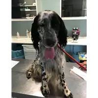 Foto dell\'animale cane - Matr. 2018/2241 - Microchip 380260042787210
