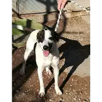 Foto dell\'animale cane - Matr. 2018/2246 - Microchip 380260043686787
