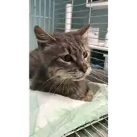 Foto dell\'animale gatto - Matr. 2018/2227 - Microchip 380260043680443
