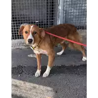 Foto dell\'animale cane - Matr. 2018/2252 - Microchip 380260100731404