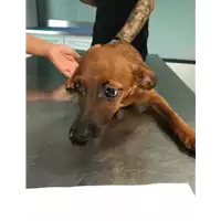 Foto dell\'animale cane - Matr. 2018/2251 - Microchip 380260043680592