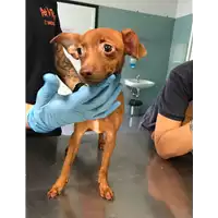 Foto dell\'animale cane - Matr. 2018/2247 - Microchip 380260043687273