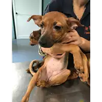 Foto dell\'animale cane - Matr. 2018/2248 - Microchip 380260043680515