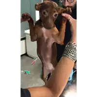 Foto dell\'animale cane - Matr. 2018/2250 - Microchip 380260043686964