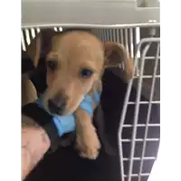 Foto dell\'animale cane - Matr. 2018/2257 - Microchip 380260043686844