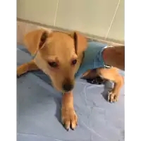 Foto dell\'animale cane - Matr. 2018/2256 - Microchip 380260043681423