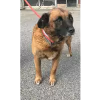 Foto dell\'animale cane - Matr. 2018/2258 - Microchip 380260043681090