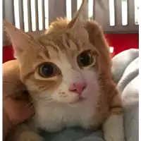 Foto dell\'animale gatto - Matr. 2018/2259 - Microchip 380260043686711