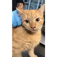 Foto dell\'animale gatto - Matr. 2018/2261 - Microchip 380260043680788
