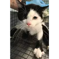 Foto dell\'animale gatto - Matr. 2018/2264 - Microchip 380260043680560
