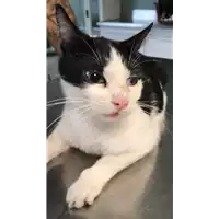 Foto dell\'animale gatto - Matr. 2018/2262 - Microchip 380260043686818