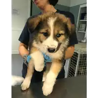 Foto dell\'animale cane - Matr. 2018/2269 - Microchip 380260043680851