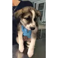 Foto dell\'animale cane - Matr. 2018/2270 - Microchip 380260043686748