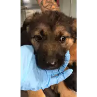 cane - Matr. 2018/2272 - Microchip 380260043681390