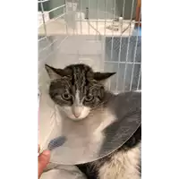 Foto dell\'animale gatto - Matr. 2018/2276 - Microchip 380260043681046
