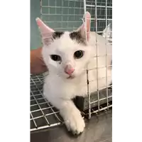 Foto dell\'animale gatto - Matr. 2018/2277 - Microchip 380260043687051