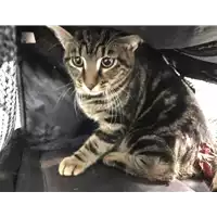 Foto dell\'animale gatto - Matr. 2018/2280 - Microchip 380260043686928