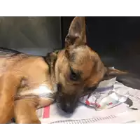 Foto dell\'animale cane - Matr. 2018/2281 - Microchip 380260043520299