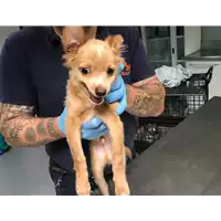 Foto dell\'animale cane - Matr. 2018/2282 - Microchip 380260042787825