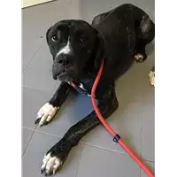 Foto dell\'animale cane - Matr. 2018/2285 - Microchip 380260101004840