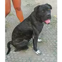 Foto dell\'animale cane - Matr. 2018/2286 - Microchip 380260101004210
