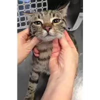 Foto dell\'animale gatto - Matr. 2018/2292 - Microchip 380260043681287