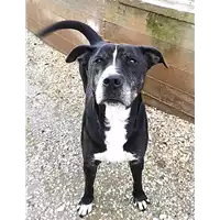 Foto dell\'animale cane - Matr. 2018/2287 - Microchip 642093400043413