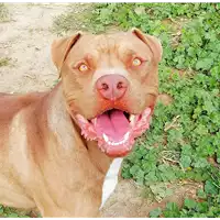 Foto dell\'animale cane - Matr. 2018/2289 - Microchip 380260042787142
