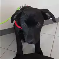 Foto dell\'animale cane - Matr. 2018/2295 - Microchip 380260043524312