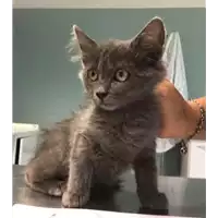 Foto dell\'animale gatto - Matr. 2018/2288 - Microchip 380260043526541