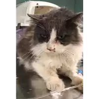 Foto dell\'animale gatto - Matr. 2018/2300 - Microchip 380260043680688