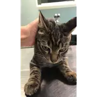Foto dell\'animale gatto - Matr. 2018/2301 - Microchip 380260043686716