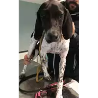 Foto dell\'animale cane - Matr. 2018/2305 - Microchip 380260043639995