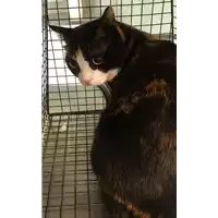 Foto dell\'animale gatto - Matr. 2012/1585 - Microchip 380260040996003