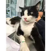 Foto dell\'animale gatto - Matr. 2018/2306 - Microchip 380260043640248