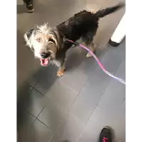 Foto dell\'animale cane - Matr. 2018/2309 - Microchip 380260043686842