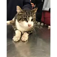Foto dell\'animale gatto - Matr. 2018/2310 - Microchip 380260043686926